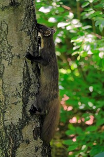 European pine marten