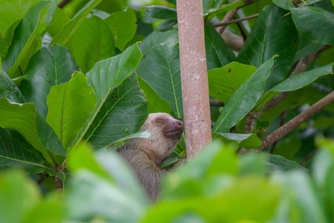 Hoffmann's two-toed sloth