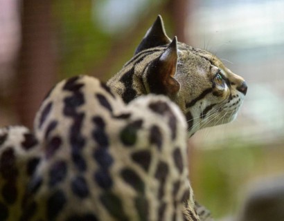 Margay