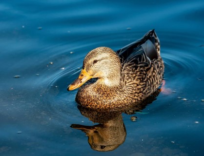 Mallard