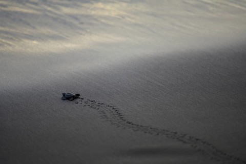 Newly hatched olive ridley sea turtle