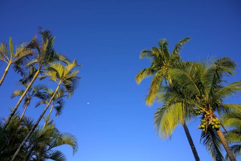 Palm trees against a blue sky