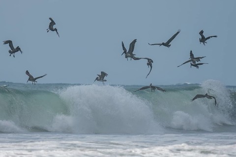 Brown pelicans