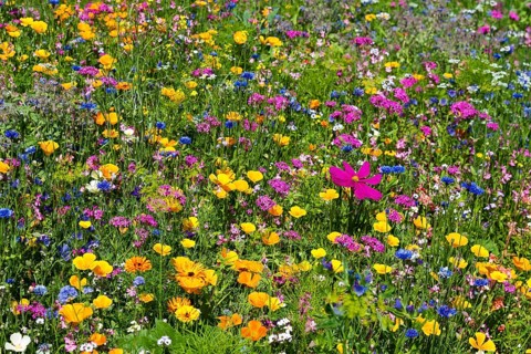 Flower meadow for insects