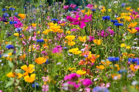 Flower meadow for insects