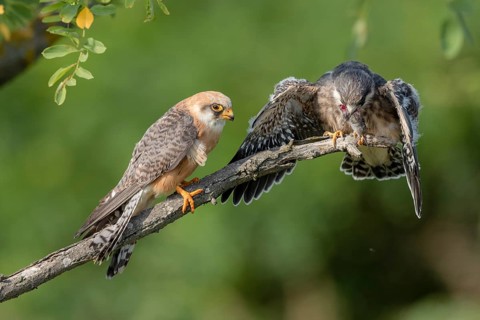 Red-footed falcon