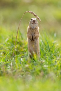 European ground squirrel
