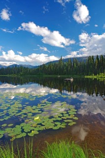 Lake with water lilies