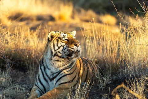 Bengal tiger