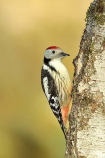 Middle spotted woodpecker