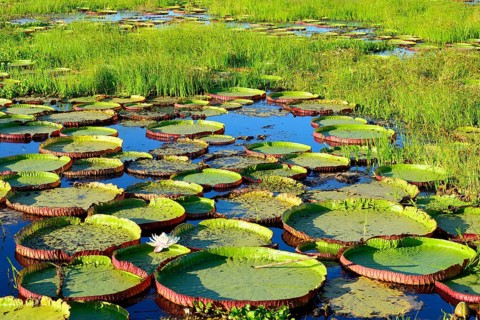 Leaves of the amazon water lily