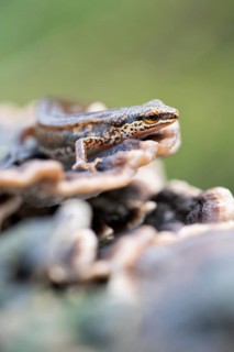 Palmate newt