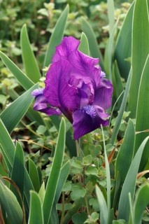 Dwarf Bearded iris