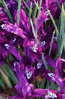 Pauline Dwarf Iris