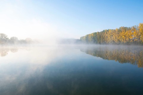 Morning fog and autumn coloured poplars
