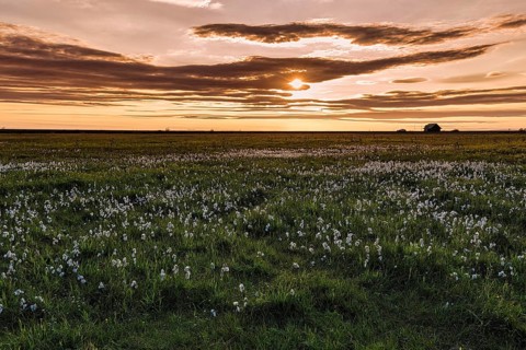 Common cottongrass