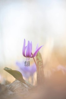 Flowering dog's tooth violet