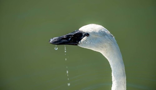 Trumpeter swan