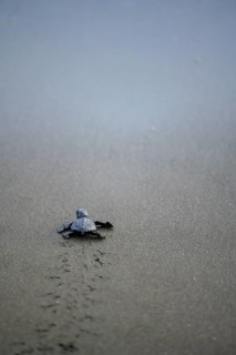 Newly hatched olive ridley sea turtle