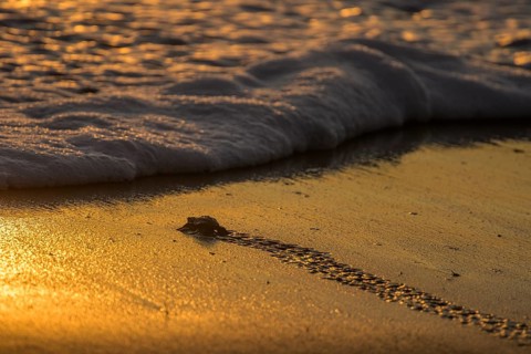 Newly hatched olive ridley sea turtle