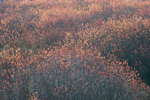 Bog myrtle