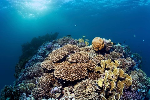 Coral reef