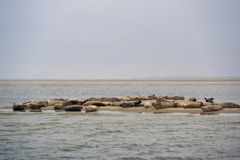 Grey seals