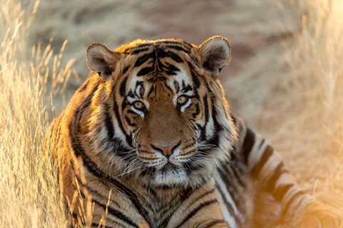 Bengal tiger