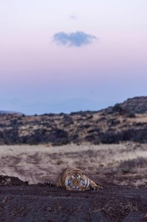 Bengal tiger