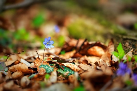 Flowering liverwort