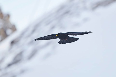 Yellow-billed chough