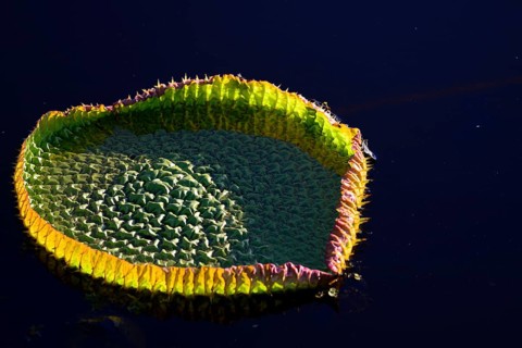 Amazon water lily