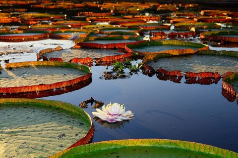Leaves of the amazon water lily