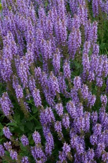 Woodland sage