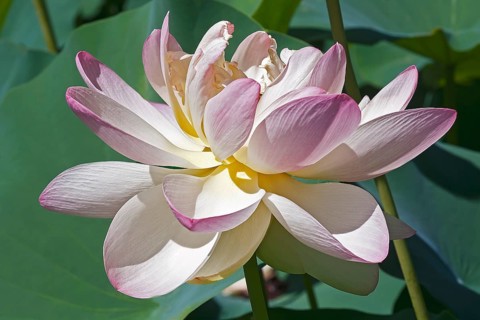 Sacred lotus