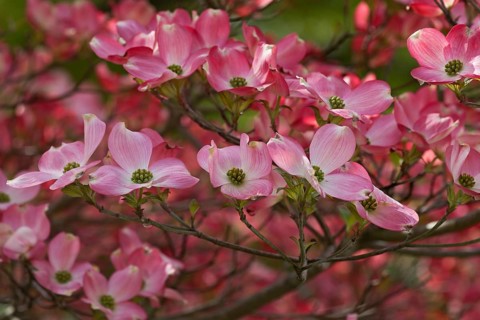 Flowering Dogwood