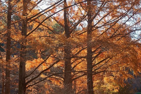 National Dawn redwood