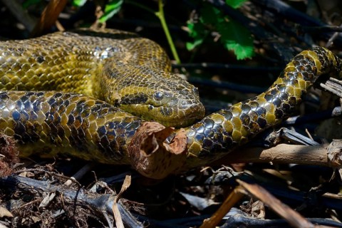Yellow anaconda