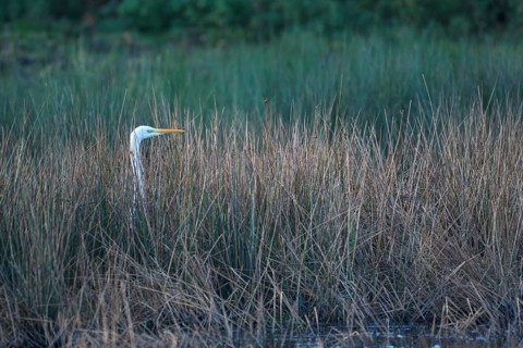 Great egret
