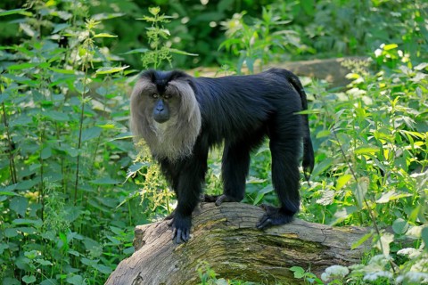 Lion-tailed macaque