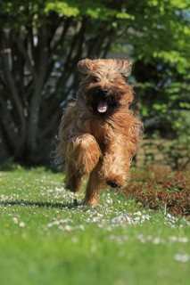 Briard jumping