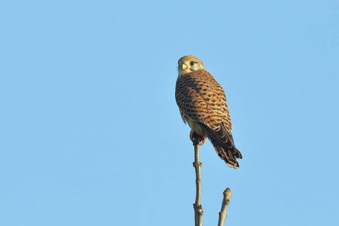 Common kestrel
