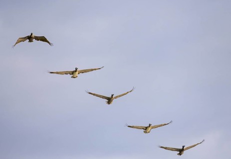 Brown pelicans