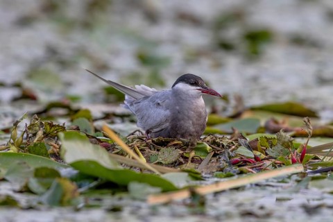 White-bearded Tern
