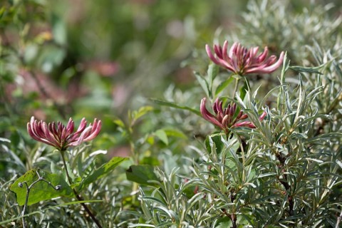 Flowering forest honeysuckle