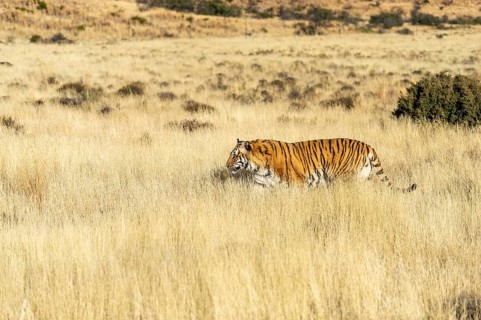 Bengal tiger
