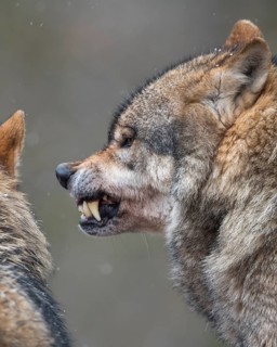 Gray wolf