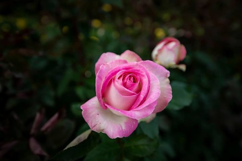 Shrub rose
