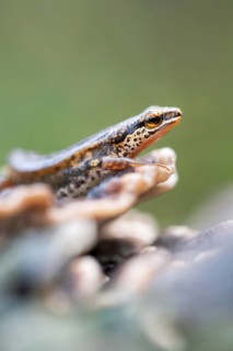 Palmate newt
