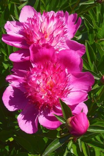 Chinese hybrid peony